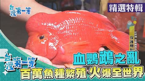 財神鸚鵡魚 五行火顏色